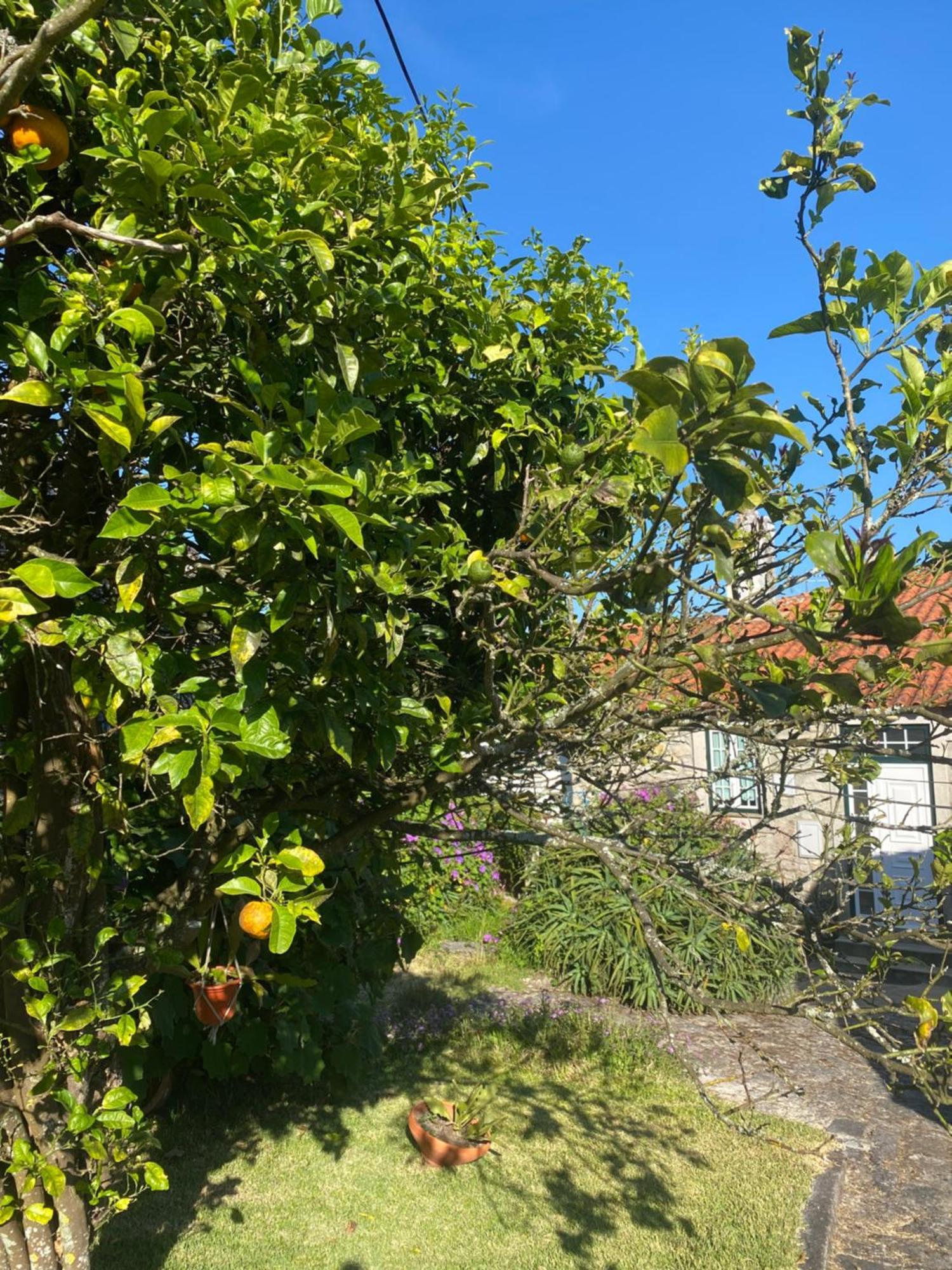 הוילה Vila Praia de Âncora Casa Do Carqueijo מראה חיצוני תמונה